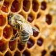 Video: Boyne Valley Honey and AIB open rooftop apiary in Ballsbridge