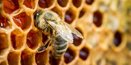 Video: Boyne Valley Honey and AIB open rooftop apiary in Ballsbridge