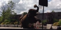 Video: Oh nothing to see here… just an ELEPHANT doing a SLAM DUNK