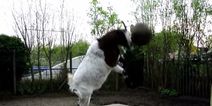 Video: Just a goat expertly heading footballs over and over again
