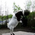 Video: Just a goat expertly heading footballs over and over again