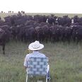 Video: Farmer plays Lorde’s ‘Royals’ on trombone and hilariously gets mobbed by a herd of cows