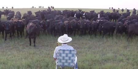 Video: Farmer plays Lorde’s ‘Royals’ on trombone and hilariously gets mobbed by a herd of cows