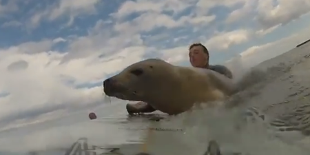 That’s Gas! Sociable seal surprises surfers by sitting on surfboard…