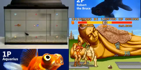 You have to see this live stream of two fish fighting each other on Street Fighter