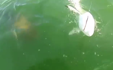 Video: Stunning footage shows a shark being swallowed whole by a giant fish