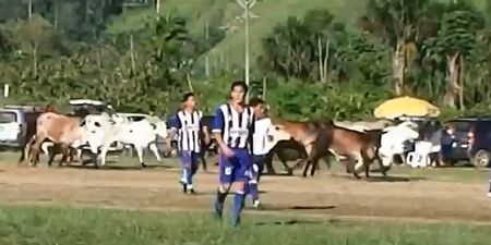 Video: Cup match in Peru comes to a halt as pitch is invaded by a herd of rampaging cows