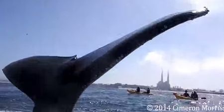 Video: Kayaker comes perilously close to getting high-fived in the face by a giant humpback whale