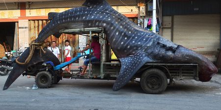 WTF? Chinese fisherman drags sea beast through the streets to local fish market