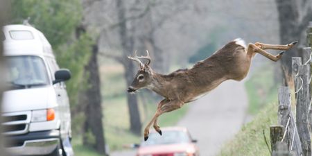 Video: Oh Dear! Man supplies some seriously funny commentary after hitting deer
