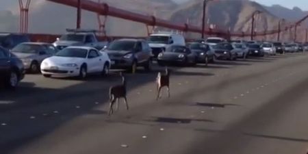 Video: Two deer get lost, end up stopping rush hour traffic on the Golden Gate Bridge