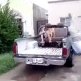 Video: This is how you fall off a truck and land arse first in a chair like a boss