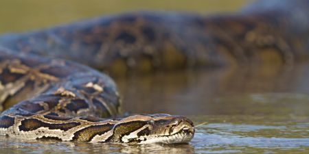 Video: Fishermen trying to catch a 17ft-anaconda is the most mind-blowing thing you will see today