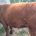 Pics: Pregnant cow has to be rescued after getting her head stuck in a wall