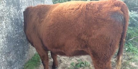 Pics: Pregnant cow has to be rescued after getting her head stuck in a wall