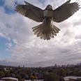 Video: Drone somehow survives this hawk attack in Cambridge, Massachusetts