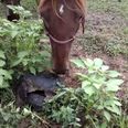 Video: A horse interrupts two turtles having sex, lives to regret it
