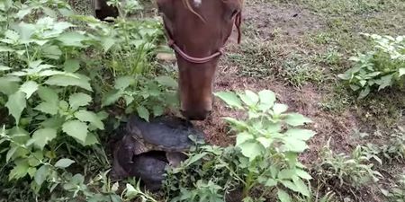 Video: A horse interrupts two turtles having sex, lives to regret it