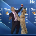 Video: Weather man does report while holding a massive dog, the result is fantastic