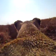 Video: A GoPro on the back of a hunting lioness is every bit as class as it sounds