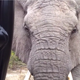Video: Irish tourists get incredibly up close and personal with elephants while on safari