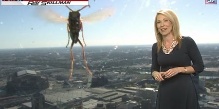 Video: It’s bee-hind you! Giant bee appears to ‘attack’ weather reporter on live TV