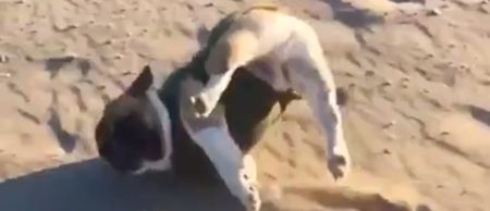Video: 15-second slow-motion clip of a bulldog falling over on a beach is magnificent