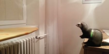 Video: This daredevil ferret failing at a jump is bound to make you laugh