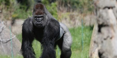 Video: Gorilla fires a rock at these Irish lads who tried to take a photo of him (NSFW)