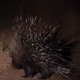 Video: Porcupine fights off 17 lions, is one bad-ass m**********r