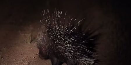 Video: Porcupine fights off 17 lions, is one bad-ass m**********r