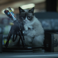 Video: Everyone stop what you’re doing. The first trailer for Grumpy Cat the movie is here…