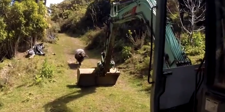Video: Rambro the ‘Angry Ram’ takes on a 6-ton excavator