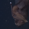 Video: Scientists capture rare footage of a deep-sea anglerfish that looks pretty damn creepy