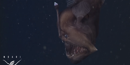 Video: Scientists capture rare footage of a deep-sea anglerfish that looks pretty damn creepy