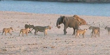 Video: Incredible footage shows how a young elephant survives an attack from 14 lions