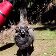 Video: This ram took a great disliking to an innocent punching bag and it is the funniest thing we’ve seen today