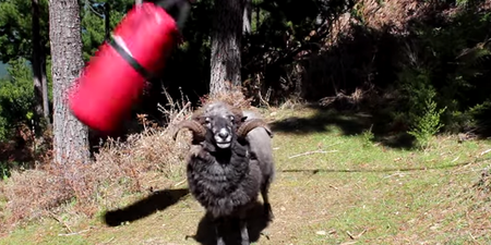 Video: This ram took a great disliking to an innocent punching bag and it is the funniest thing we’ve seen today