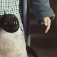 Video: A foul-mouthed Geordie penguin makes the John Lewis Christmas ad so much better (NSFW)
