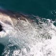 It looks like some of the most dangerous sharks could be heading towards Ireland