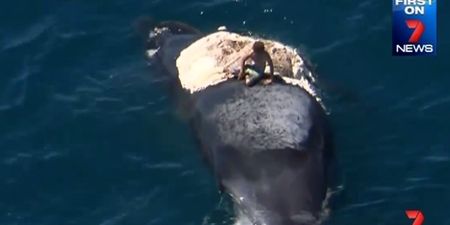 Video: Australian dude surfs on a dead whale surrounded by sharks, immediately regrets decision