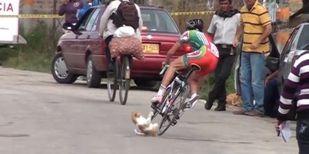 Video: Pro cyclist gets thrown off his bike after rolling over a cat
