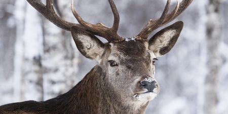 QUIZ: Can you name all of Santa’s reindeer in two minutes?