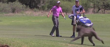 Video: Luke Donald gets chased down by a baboon during Nedbank Golf Challenge