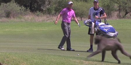 Video: Luke Donald gets chased down by a baboon during Nedbank Golf Challenge
