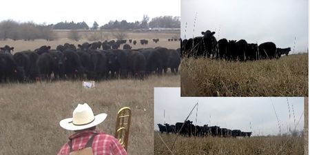 Video: Farmer plays Jingle Bells to his Christmas cows on the trombone as they gather to eat popcorn