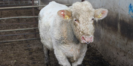 Pics: Benjy the ‘gay’ bull arrives at his new home in Norfolk, England
