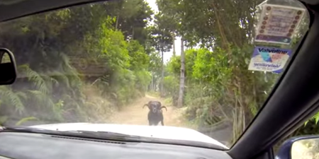 Video: The angry ram has returned! This time with added anger… (slightly NSFW)