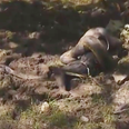 Video: This is what being eaten alive by an anaconda looks like