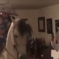Video: Just a guy in a sombrero, holding a child, on the back of a dancing horse. In someone’s sitting room